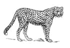 Coloriages guépard