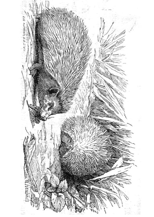 hÃ©risson