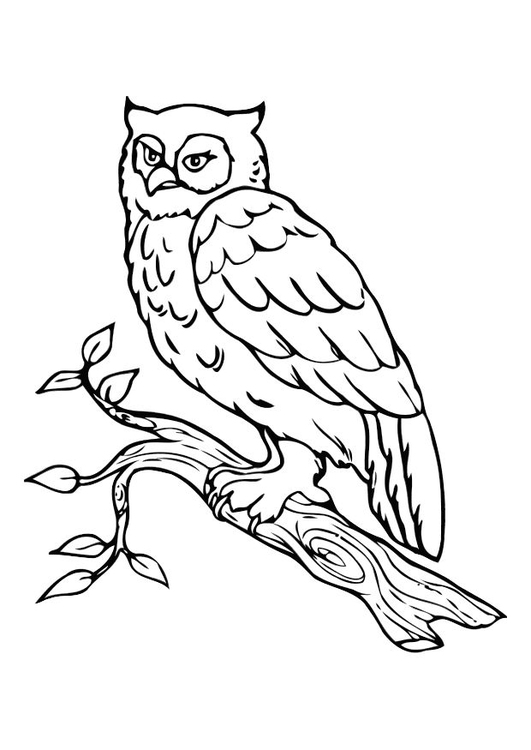 Coloriage hibou