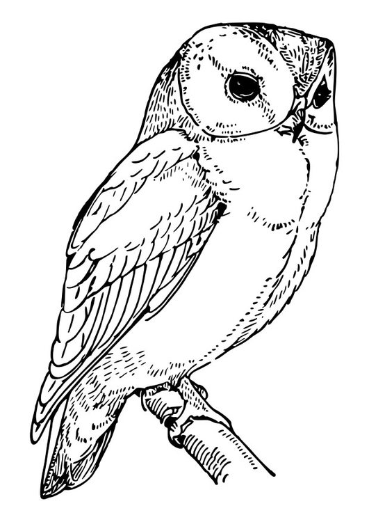 Coloriage hibou