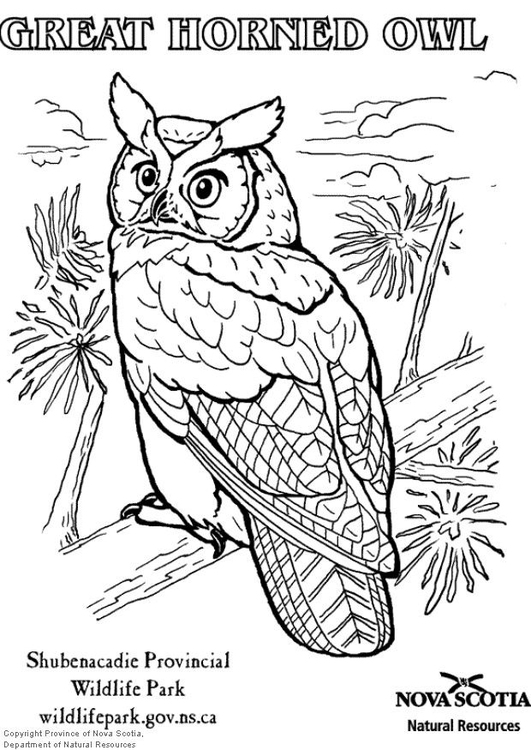 Coloriage hibou grand duc