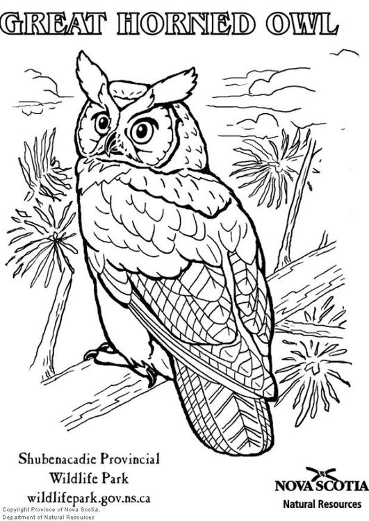 hibou grand duc