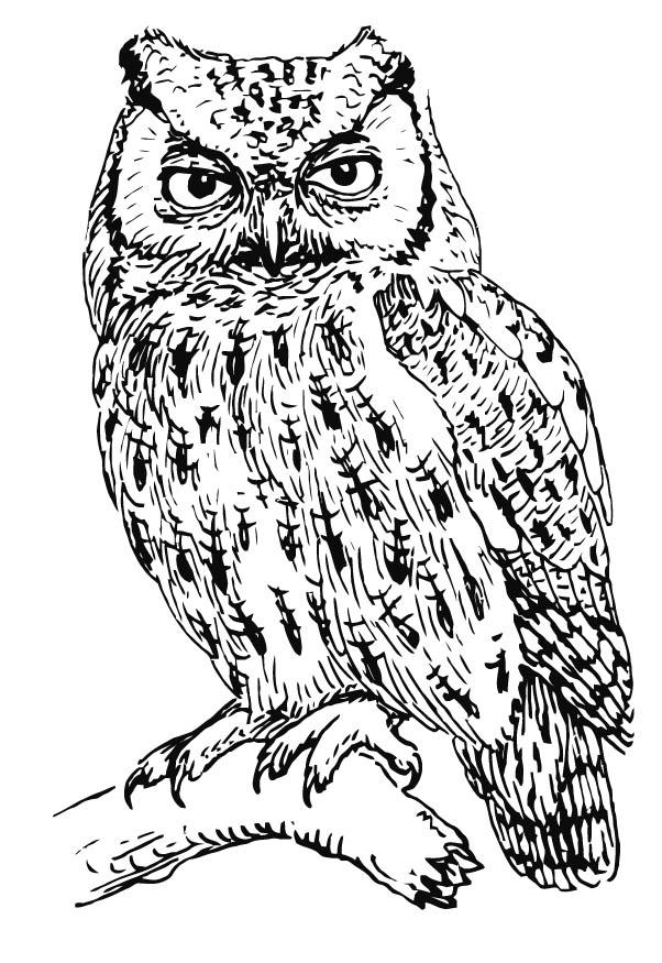 Coloriage hibou - hibou crieur - Coloriages Gratuits à Imprimer