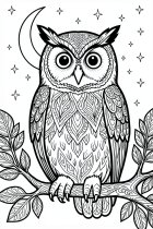 hibou