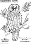 Coloriages hibou strié