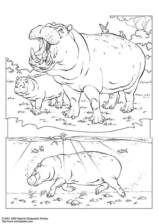 Coloriage hippopotame