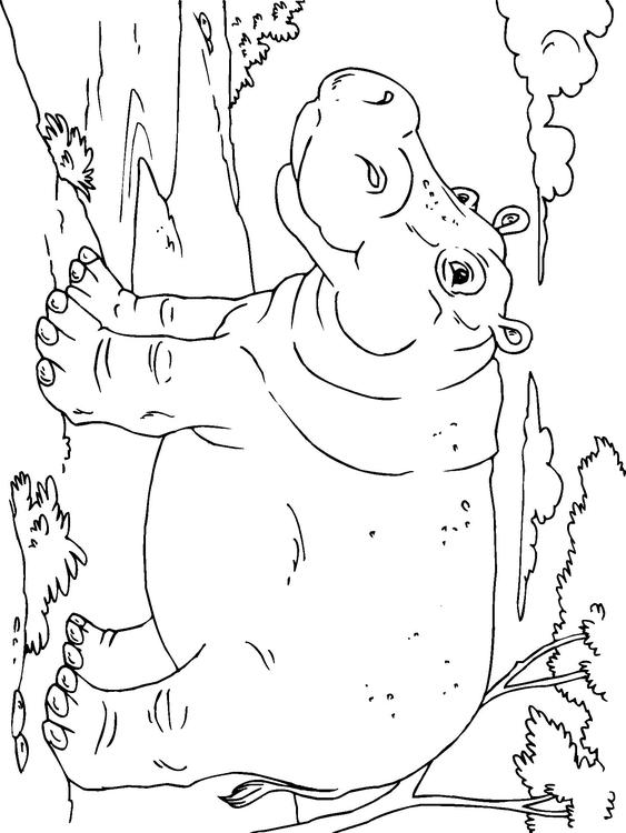 hippopotame