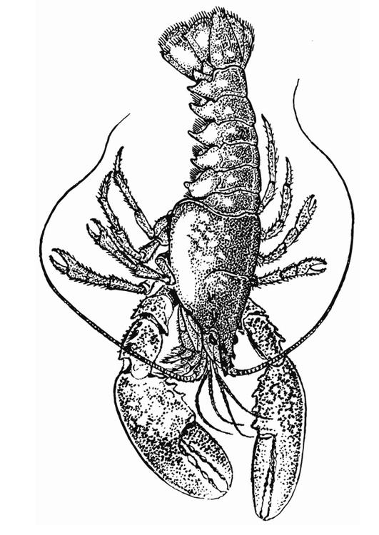 homard