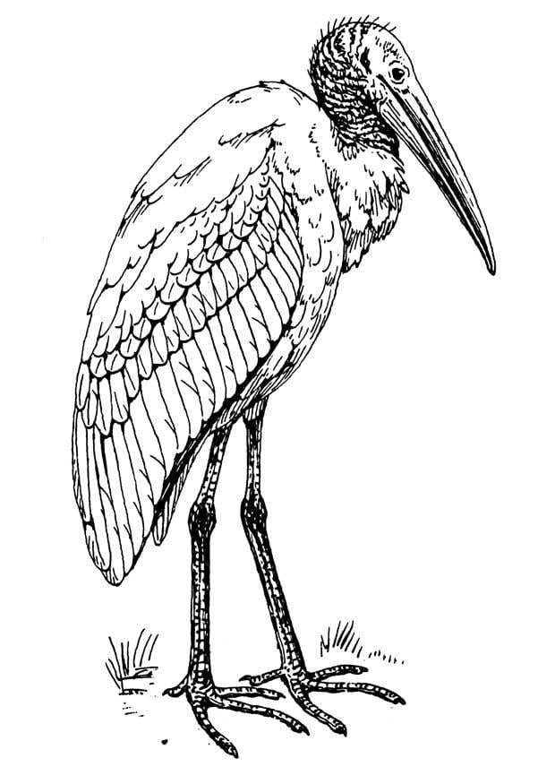 Coloriage ibis