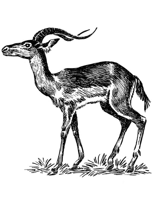 Coloriage impala