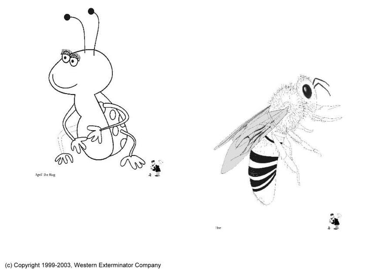 Coloriage insectes