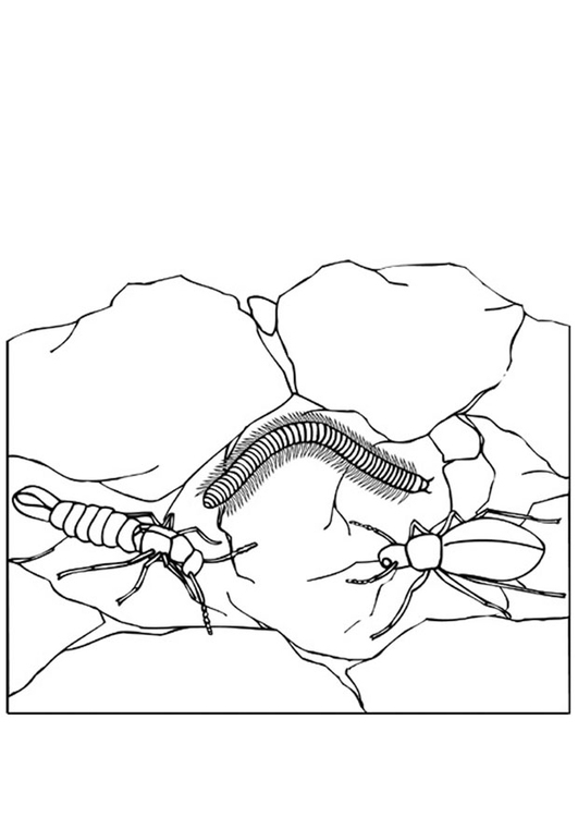 Coloriage insectes