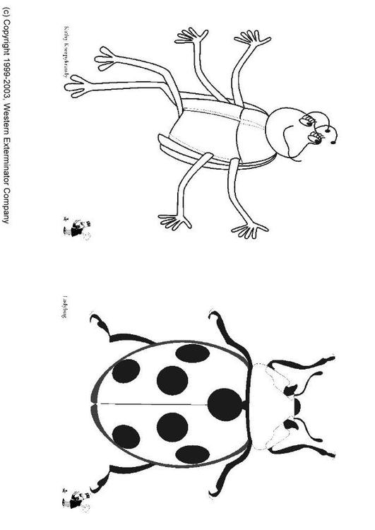 insectes
