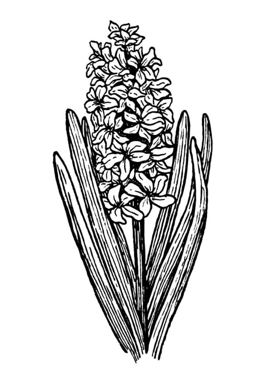 Coloriage jacinthe