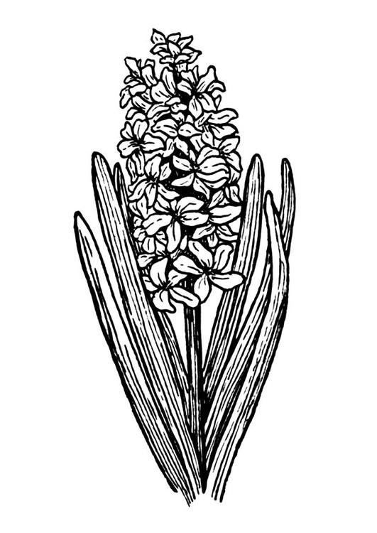 jacinthe