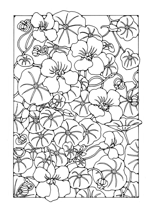 Coloriage jardin de fleurs de capucine