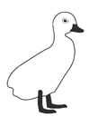 Coloriage jeune canard