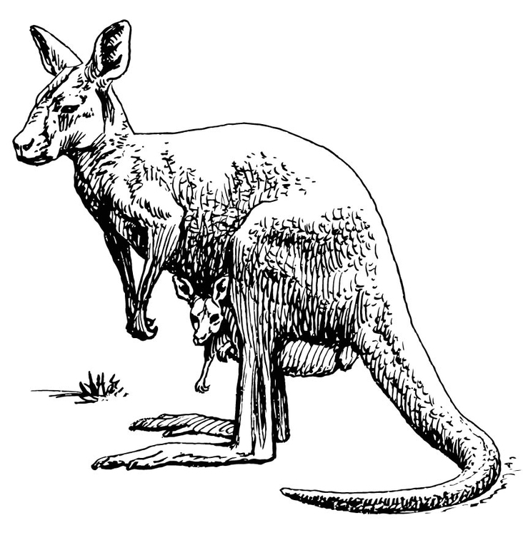 Coloriage kangourou