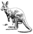 Coloriage kangourou