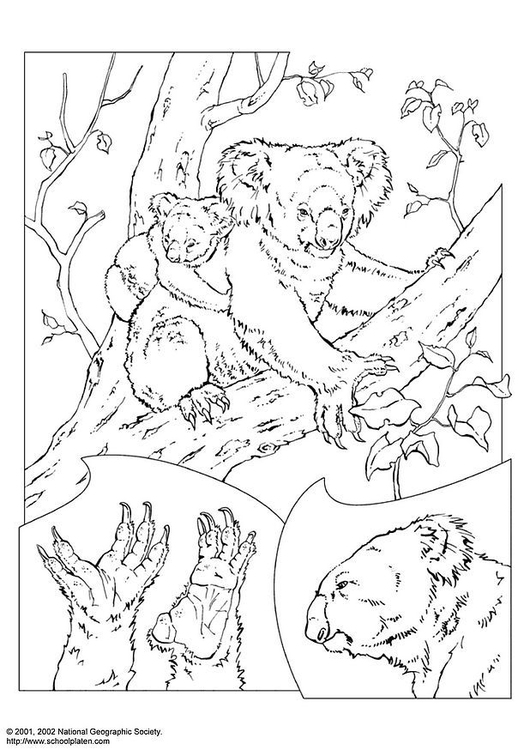 Coloriage koala