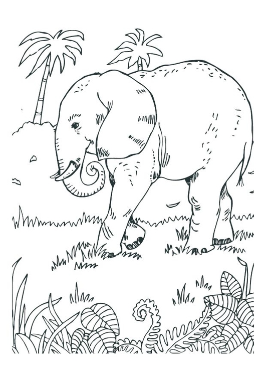 Coloriage l'Ã©lÃ©phant