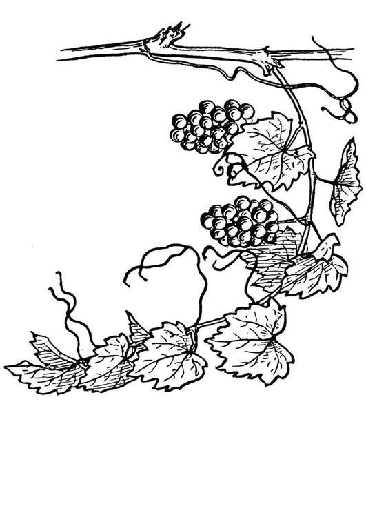 la vigne