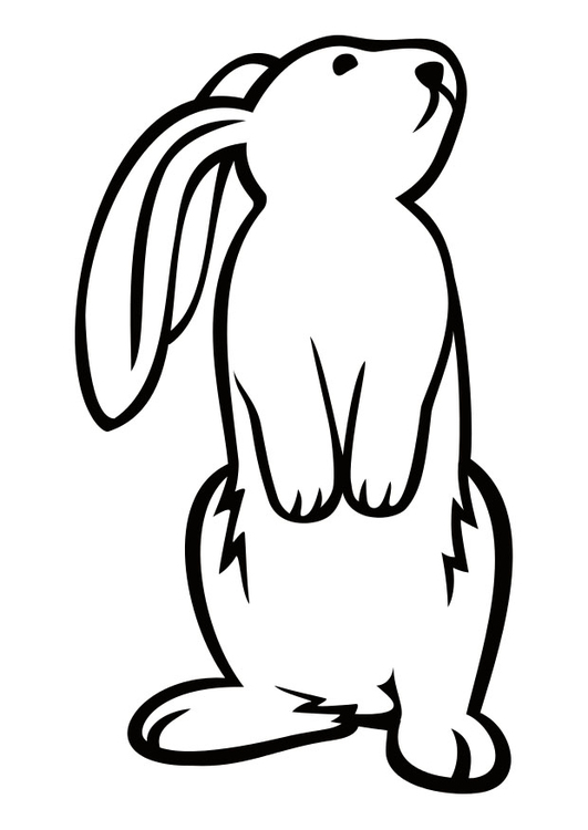 Coloriage lapin