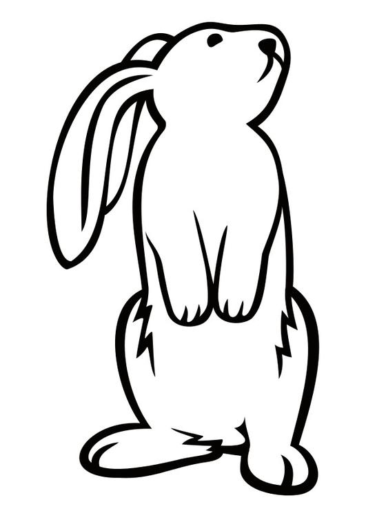 lapin