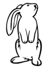 Coloriages lapin