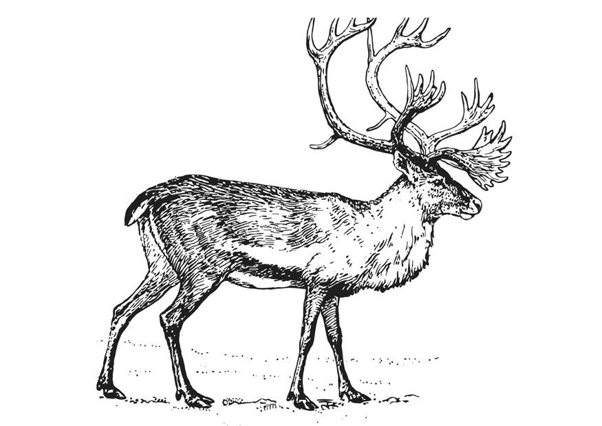 Coloriage le caribou - Coloriages Gratuits à Imprimer - Dessin 12952