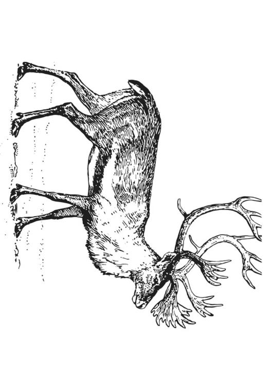 Coloriage le caribou - Coloriages Gratuits à Imprimer - Dessin 12952