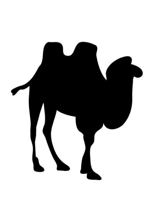 le chameau