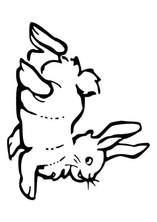 le lapin