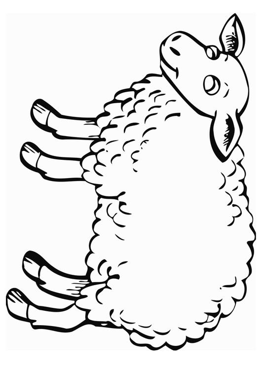 le mouton