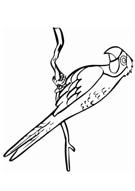 le perroquet