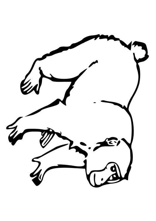 le singe