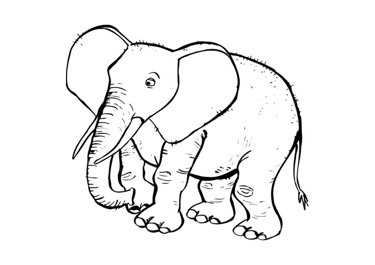 Coloriage l'Ã©lÃ©phant