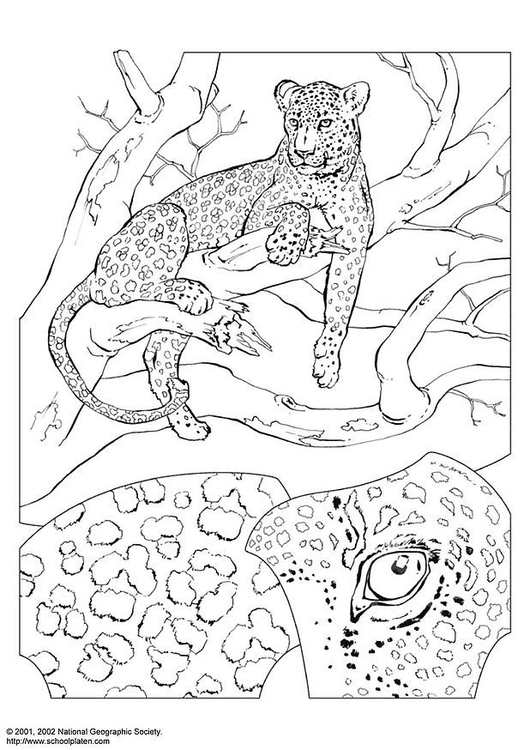 Coloriage lÃ©opard