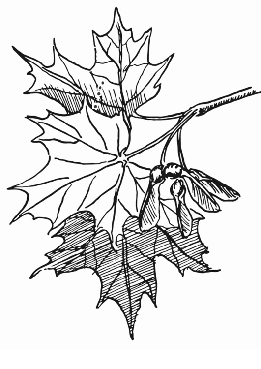 Coloriage l'érable - Coloriages Gratuits à Imprimer - Dessin 12951