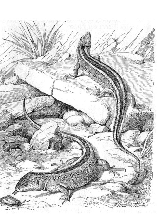Coloriage Lezard Coloriages Gratuits A Imprimer Dessin 9771