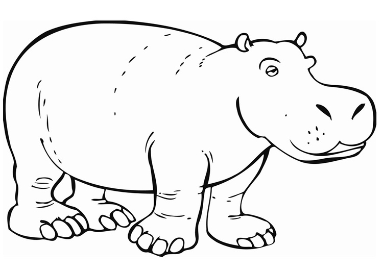 Coloriage l'hipoppotame