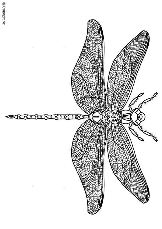libellule