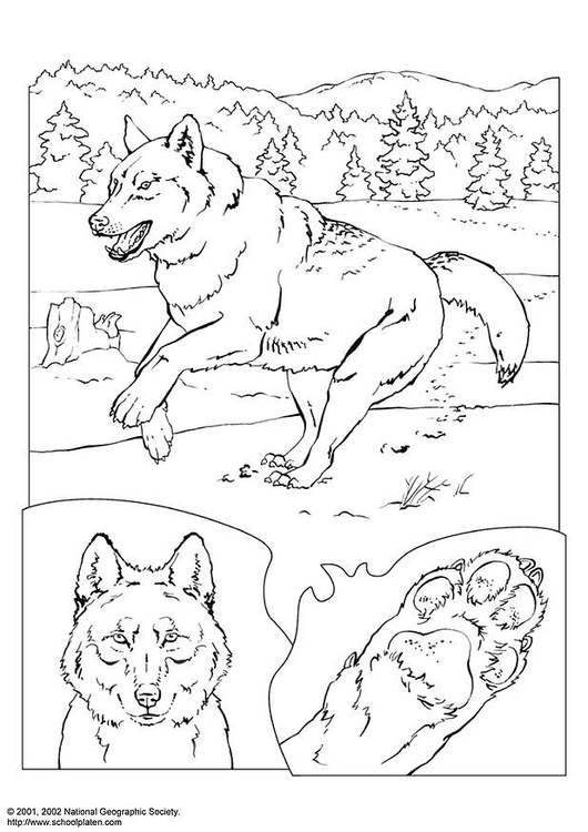 Coloriage loup