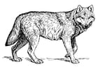 loup