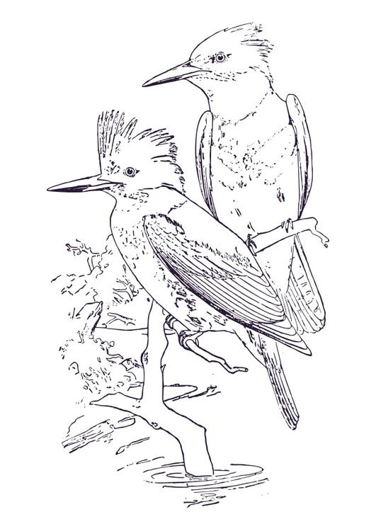 martin-pêcheur