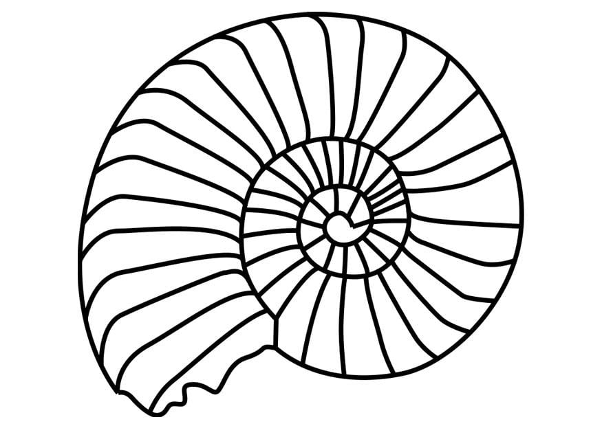 Coloriage mollusque ammonite