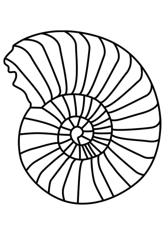 mollusque ammonite