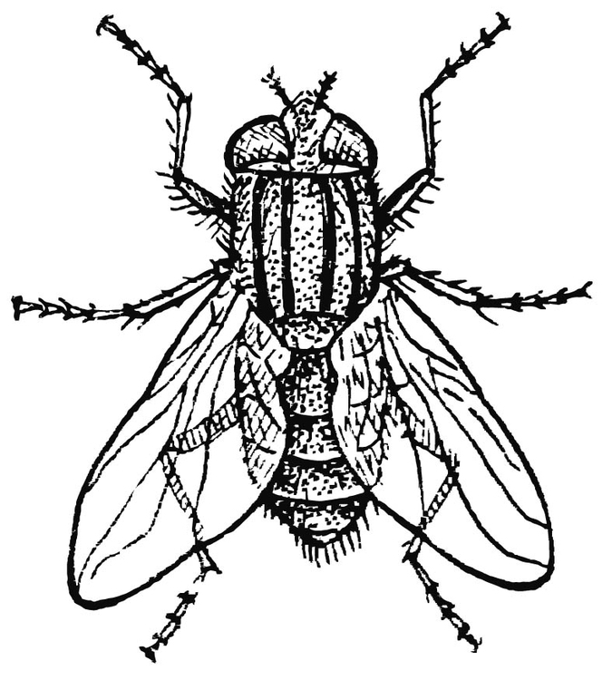Coloriage mouche domestique