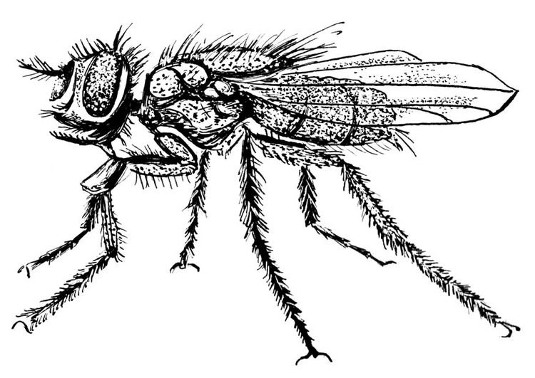 Coloriage mouche domestique