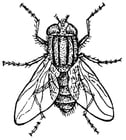 Coloriage mouche domestique